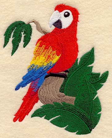 Baby Macaw