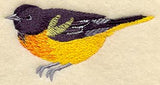 Baltimore Oriole