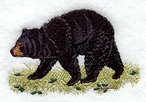 Black Bear