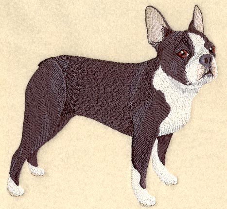 Boston Terrier