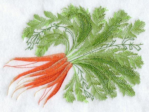 Carrot Botanical