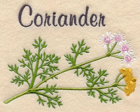 Coriander