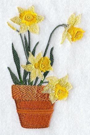 Daffodils - Potted