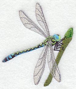 Dragonfly and Flowerbud