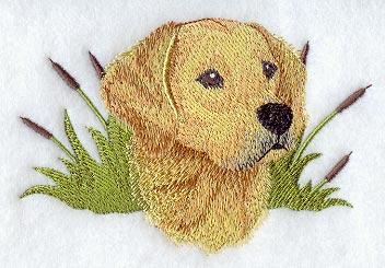 Golden Retreiver Head