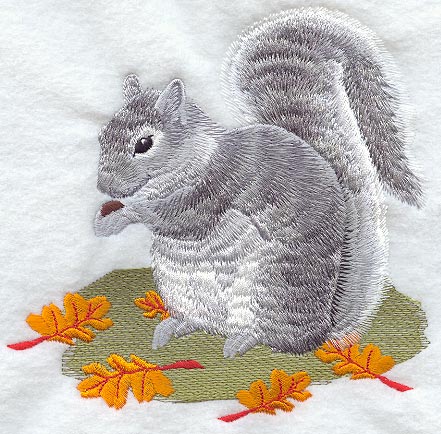 Gray Squirrel