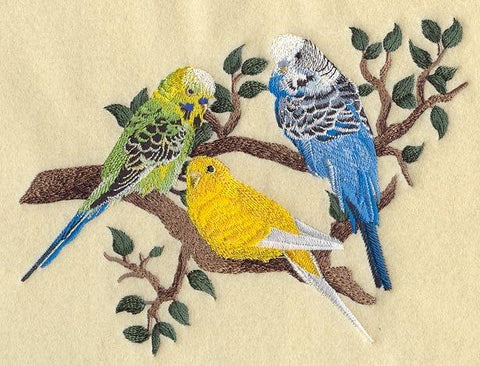 Three Budgies