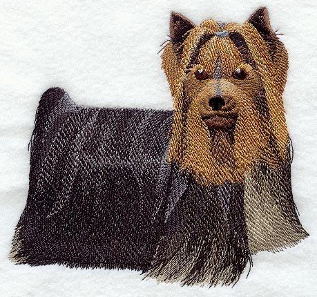 Yorkshire Terrier